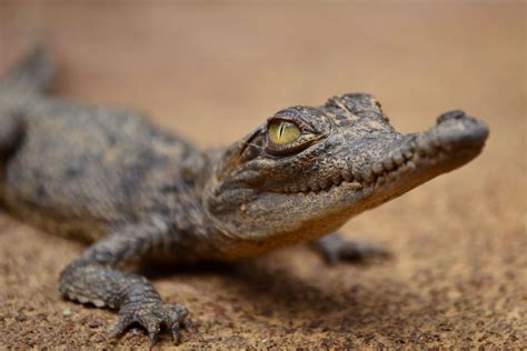 Orinoco crocodile | Size, Diet, Population, & Facts | Britannica