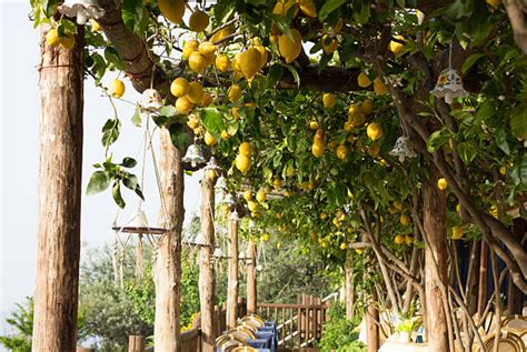 Amalfi Coast Lemon Trees Stock Photos, Pictures & Royalty-Free Images - iStock