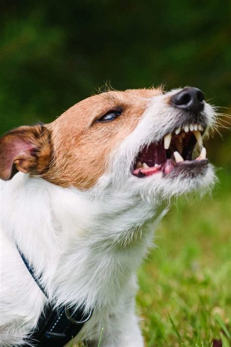 Dog bite infection: Symptoms, treatment, and complications