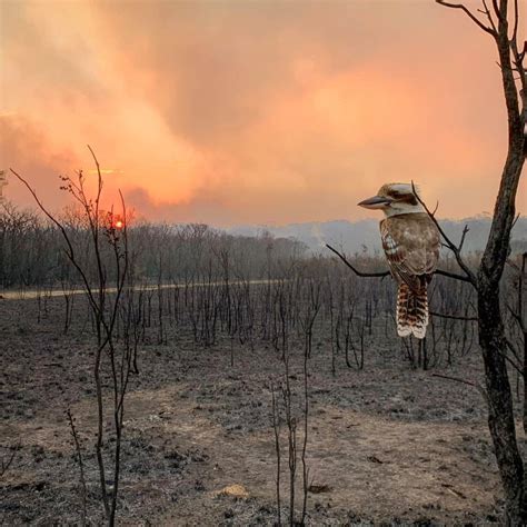 Home Losses Hit 250, Fire Risk Rises to ‘Severe’ in Australian State