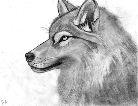 Wolf Pencil Sketch by XBloodRedValentineX on DeviantArt