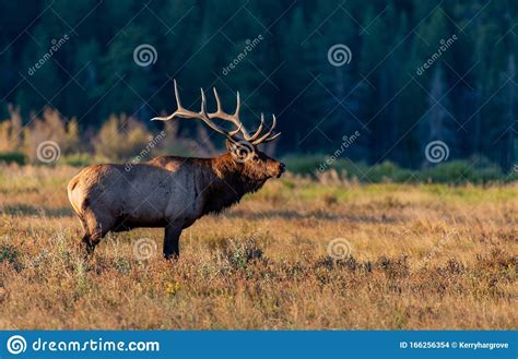 A Large Bull Elk Bugling during the Fall Rut Stock Photo - Image of antlers, bugle: 166256354