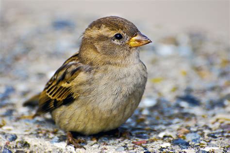 Süsser Spatz Foto & Bild | tiere, wildlife, wild lebende vögel Bilder auf fotocommunity