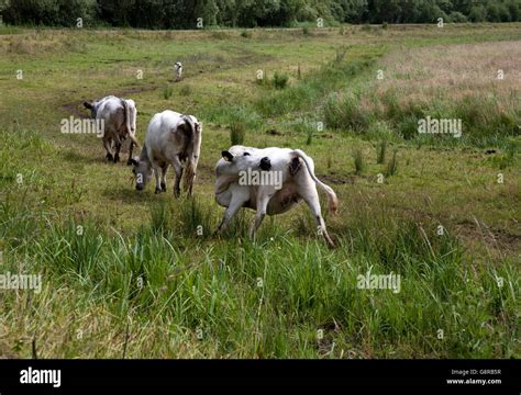 British white cattle Stock Photo - Alamy