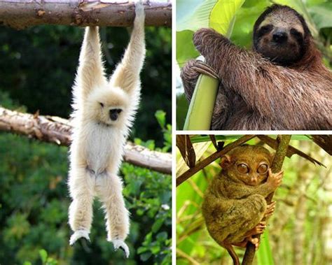 13 cute tree-dwelling animals: Just hanging around