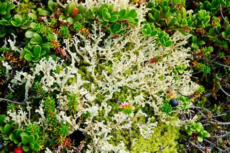 Tundra Flora. Lichen, Moss, Berries Stock Image - Image of branching ...