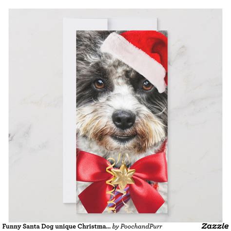 Pet Christmas Cards Photo | Pets Animals US