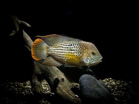 Green Terror Cichlids: Size, Tank Mates & General Care