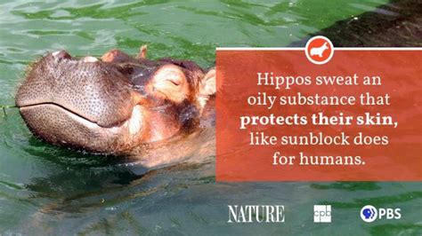 Hippo Fact Sheet | Blog | Nature | PBS