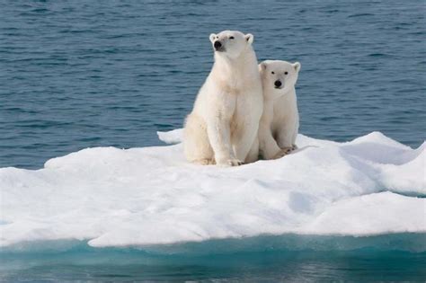 Los osos polares se están quedando sin hielo en el Ártico