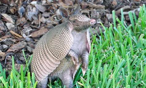 Get to Know the Amazing Armadillo - Veterinary Medicine at Illinois