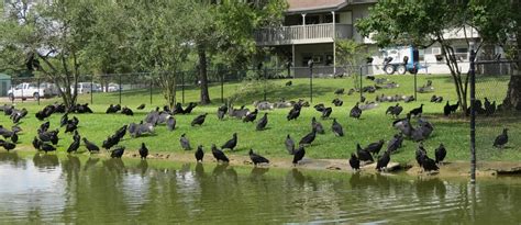 Birding Across Texas: Bear Creek Park