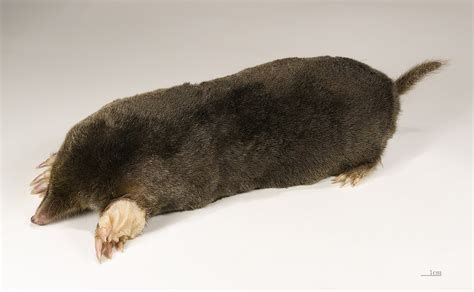 Mole (animal) - Wikipedia