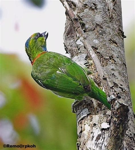 Amazing Birds for Ever: BARBET BIRDS