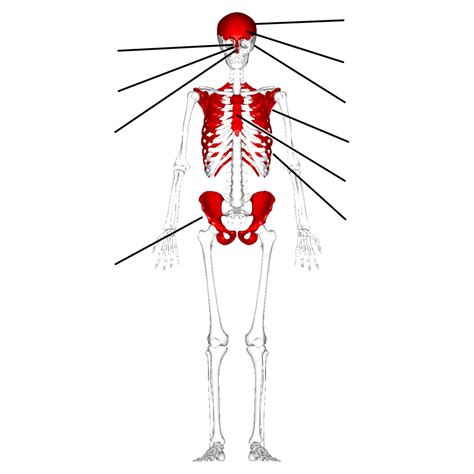 Flat Bones Of Body Diagram | Quizlet