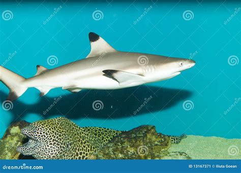 Blacktip Reef Shark In Aquarium Stock Image - Image: 13167371