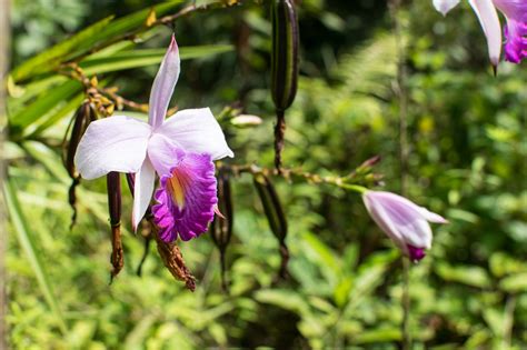 10 of the Rarest Orchids in the World - Alii Hawaiian Flowers