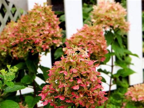 Limelight Hydrangea: Plant Care & Growing Guide