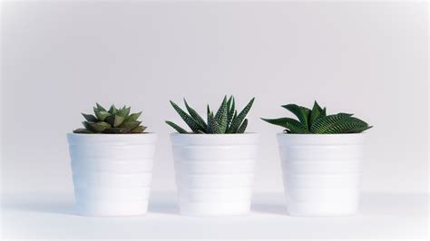 Aesthetic Minimalist Plant Desktop Wallpapers - Wallpaper Cave