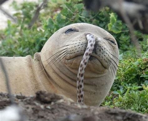 Wild Animals Native To Hawaii - Get More Anythink's