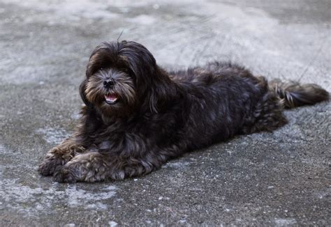 15 Cutest Shih-Poo Haircuts To Ask Your Groomer To Try