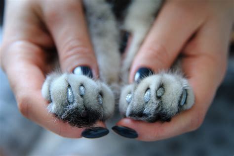 Here's What the Experts Say About Declawing Cats | PawTracks