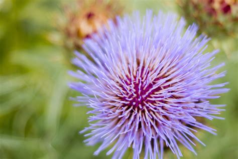 Free Stock Photo 10948 purple thistle | freeimageslive