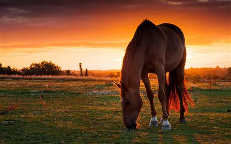 horse sunset Wallpapers HD / Desktop and Mobile Backgrounds
