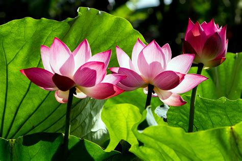 Green Lotus Flower Meaning | Best Flower Site