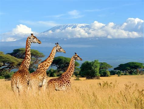 Kenya Mountains