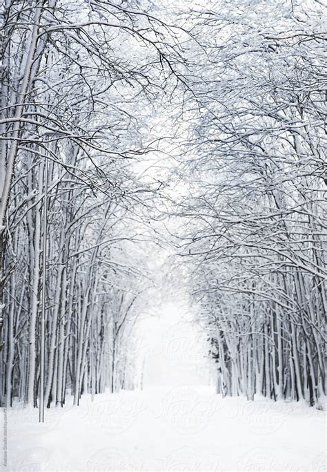 "Winter Forest Background" by Stocksy Contributor "Andreas Gradin ...