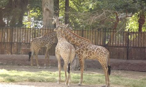 Protective measures for Giza Zoo animals against scorching temperatures ...