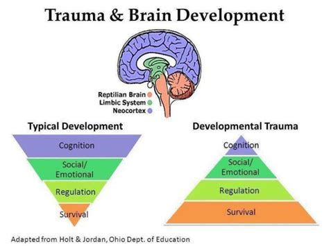 Trauma and brain development in children - Scope Consultancy