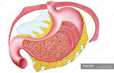 Rash under folds of stomach: Causes, symptoms, pictures, and treatment