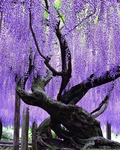 Pin by Chris Denham on Wisteria pergola in 2020 (With images ...