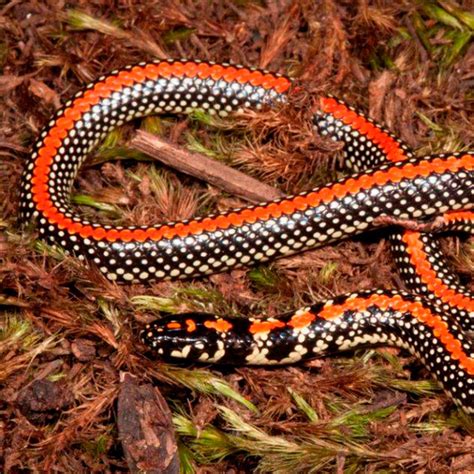 Spotted Harlequin Snake - African Snakebite Institute