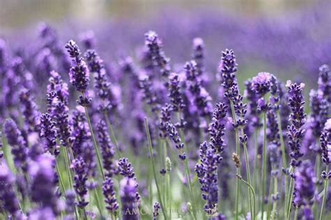 Wandering Through the Cotswolds Lavender Fields - Glamour in the County