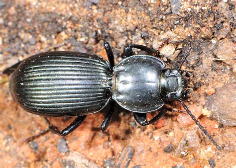 Black Ground Beetle - ? Catadromus sp.