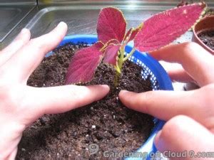 Guidelines and Basic Tips of Plant Propagation from Cuttings - Coleus | Gardening on Cloud 9