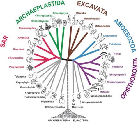 2 General eukaryote phylogenetic tree. The clade Fungi and Metazoa have ...