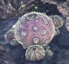 Violet Abalone | Monster Hunter World Wiki