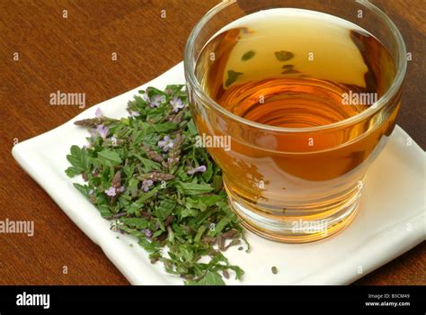 medicinal tea made of Vervain holy herb Verbena officinalis Verbena ...