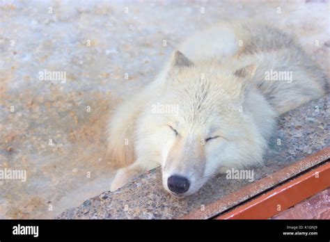 White Wolf Sleeping High Resolution Stock Photography and Images - Alamy