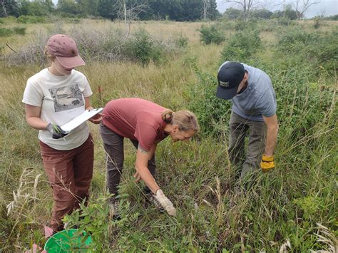 More hope for long-term buckthorn control | Friends of the Mississippi ...