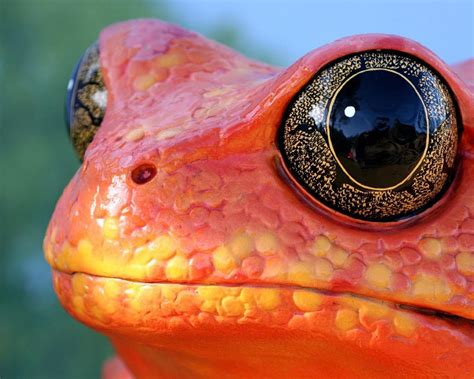 Download Animal Frog HD Wallpaper