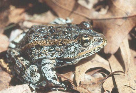 Gopher Frog - Florida eco travel | Frog, Amazing frog, Florida