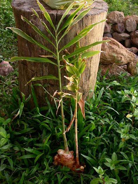 Zingiber officinale (Zingiberaceae) image 23700 at PhytoImages.siu.edu