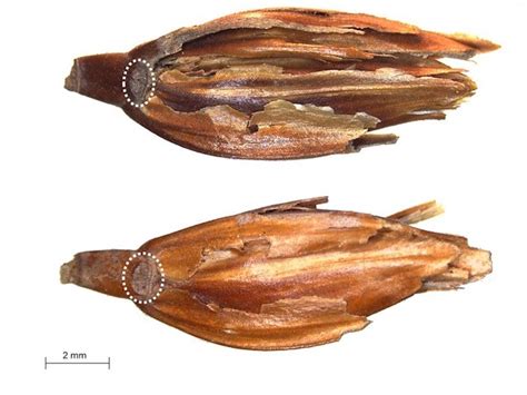 What 3,000-year-old Egyptian wheat tells us about the genetics of our daily bread