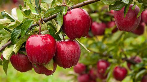 Why Pilgrims Are The Reason Apples Are In America