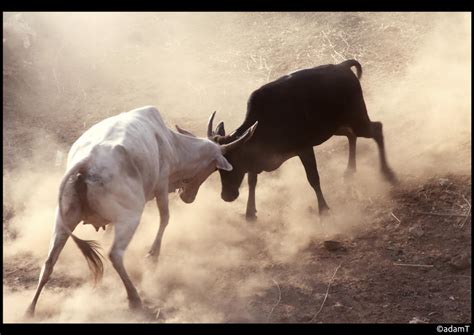 Cow Fight by jadedPhotographer on DeviantArt